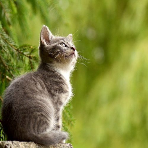 Naukowcy pracują nad innowacyjną metodą wykrywania toksoplazmozy