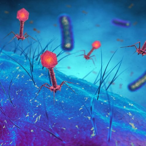 Pierwsza inteligentna platforma do analizy fagów ma w bazie już 18 tys. fagów