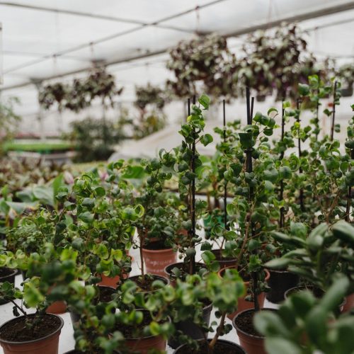 Co warto wiedzieć o sadzonkach krzewów owocowych?